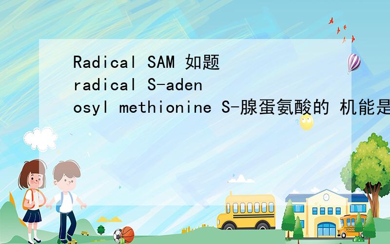 Radical SAM 如题radical S-adenosyl methionine S-腺蛋氨酸的 机能是